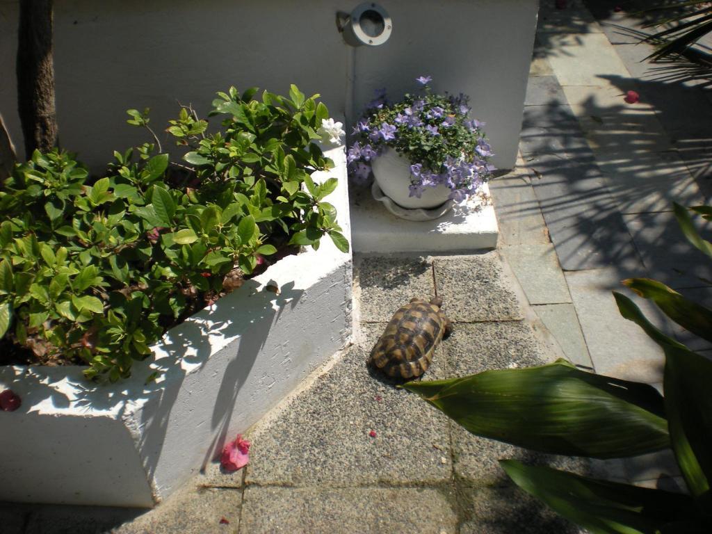 Manolis' House Lejlighedshotel Skiathos by Eksteriør billede